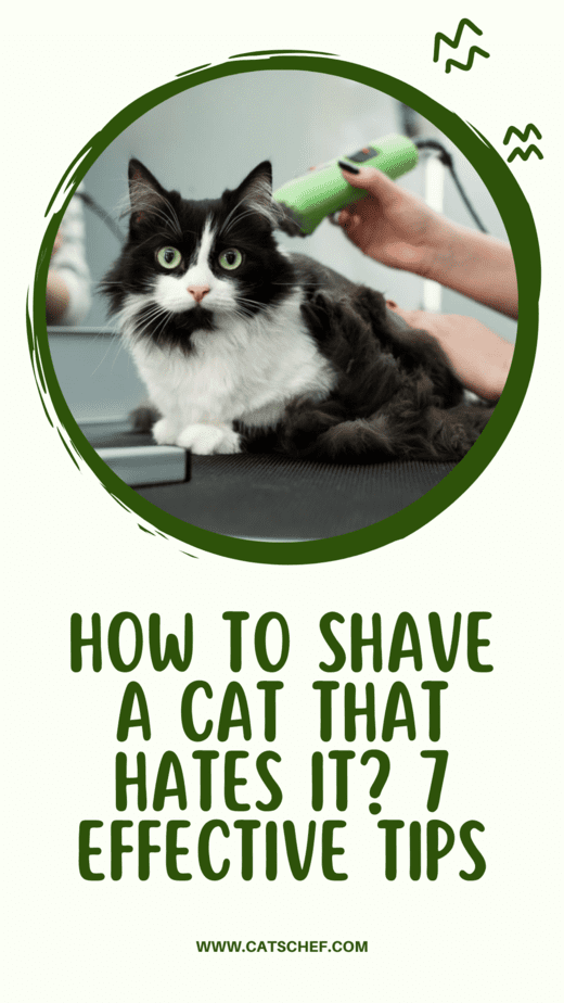 How To Shave A Cat That Hates It? 7 Effective Tips