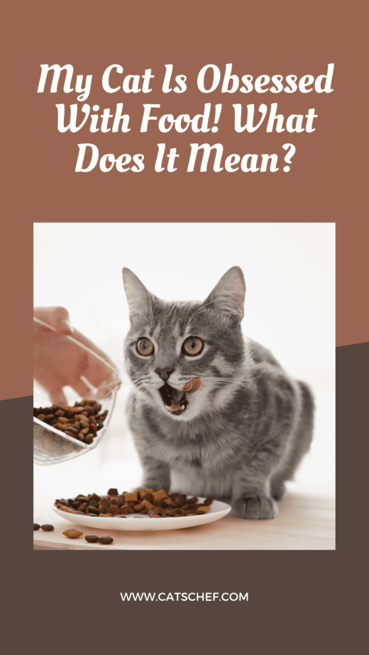 My Cat Is Obsessed With Food! What Does It Mean?