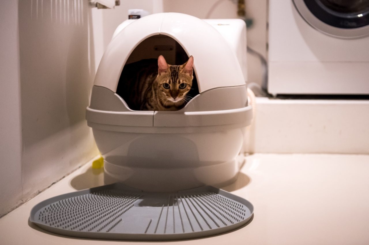 Orange Cat Poop What's Going On With Your Cat's Stool