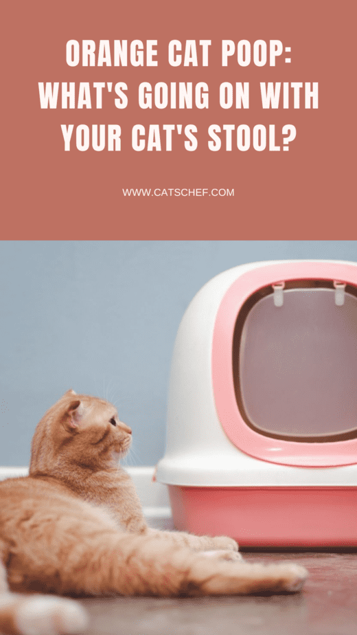 Orange Cat Poop: What's Going On With Your Cat's Stool?