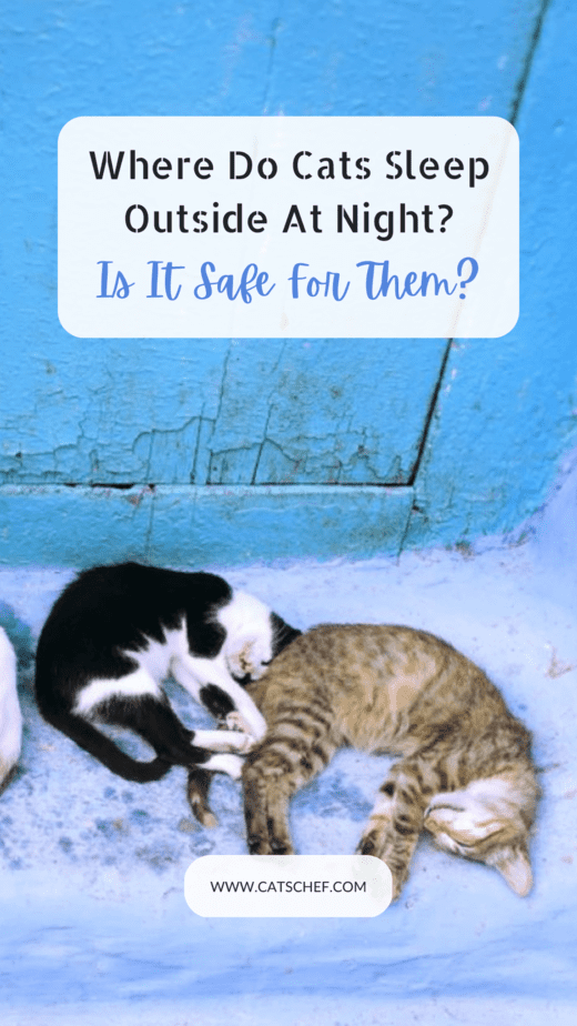 Where Do Cats Sleep Outside At Night? Is It Safe For Them?