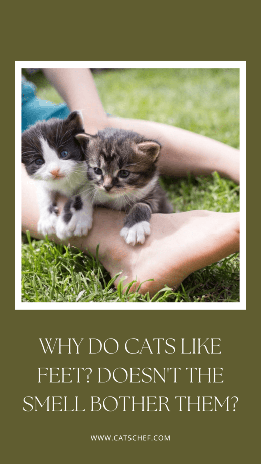 Kediler Neden Ayak Sever? Koku Onları Rahatsız Etmez mi?