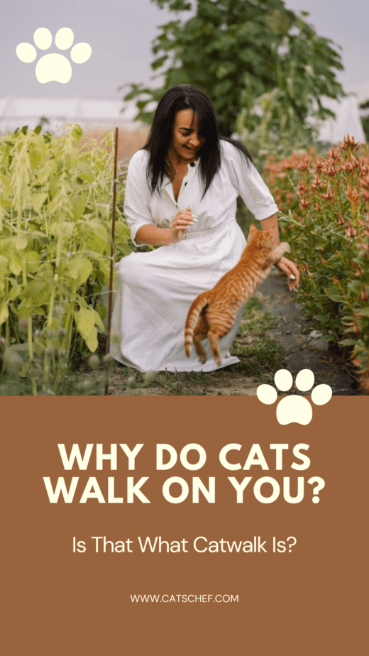 Why Do Cats Walk On You? Is That What Catwalk Is?