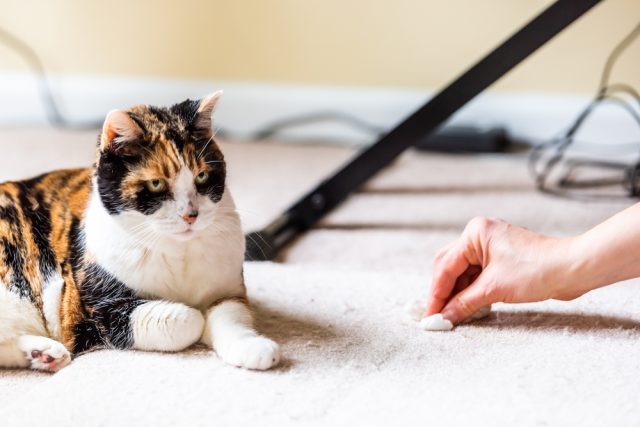 cat litter tracking hacks
