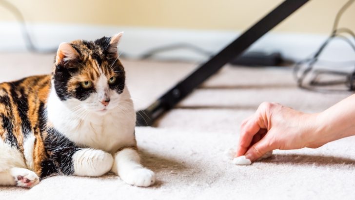 Cat Litter Tracking Hacks: 16 Ways To Prevent The Mess