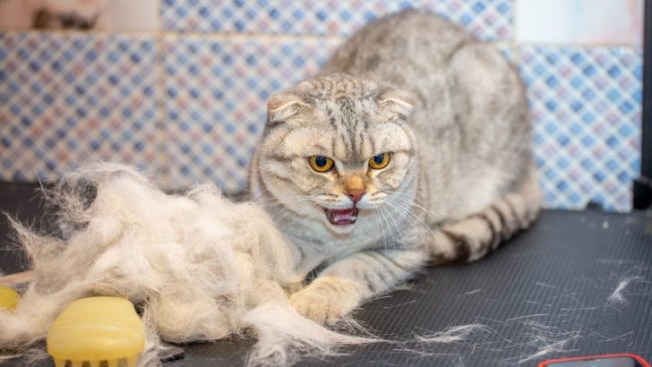 Bundan Nefret Eden Bir Kedi Nasıl Tıraş Edilir? 7 Etkili İpucu