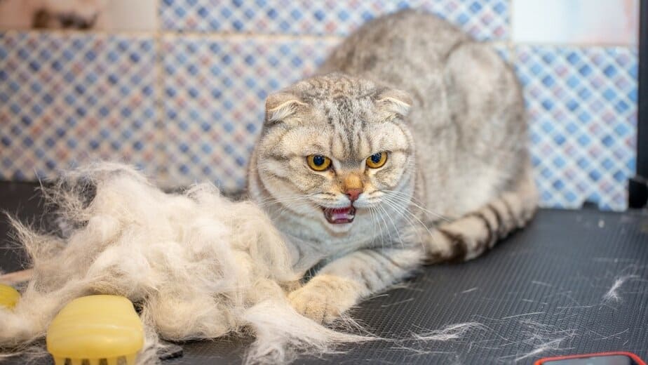how to shave a cat that hates it