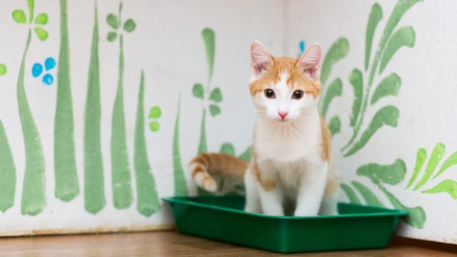 orange cat poop