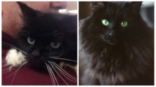 18-Year-Old Cat Found Abandoned In Front Of The Shelter With A