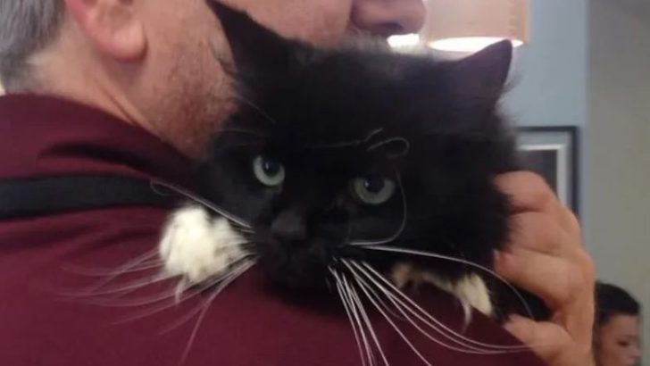 18-Year-Old Cat Found Abandoned In Front Of The Shelter With A Heartbreaking Letter