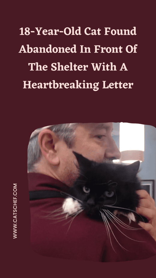 18 Yaşındaki Kedi Barınak Önünde Yürek Burkan Bir Mektupla Terk Edilmiş Olarak Bulundu