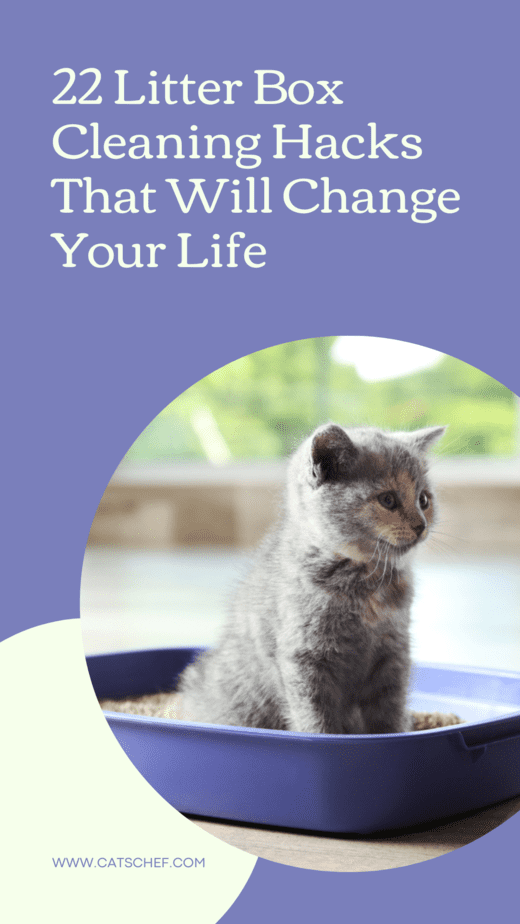 22 Litter Box Cleaning Hacks That Will Change Your Life