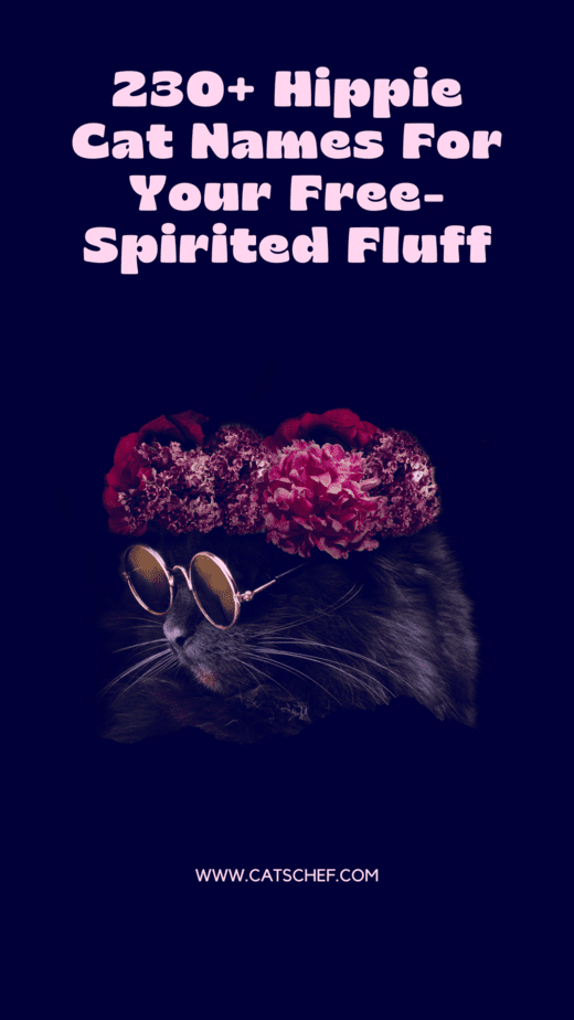 230+ Hippie Cat Names For Your Free-Spirited Fluff