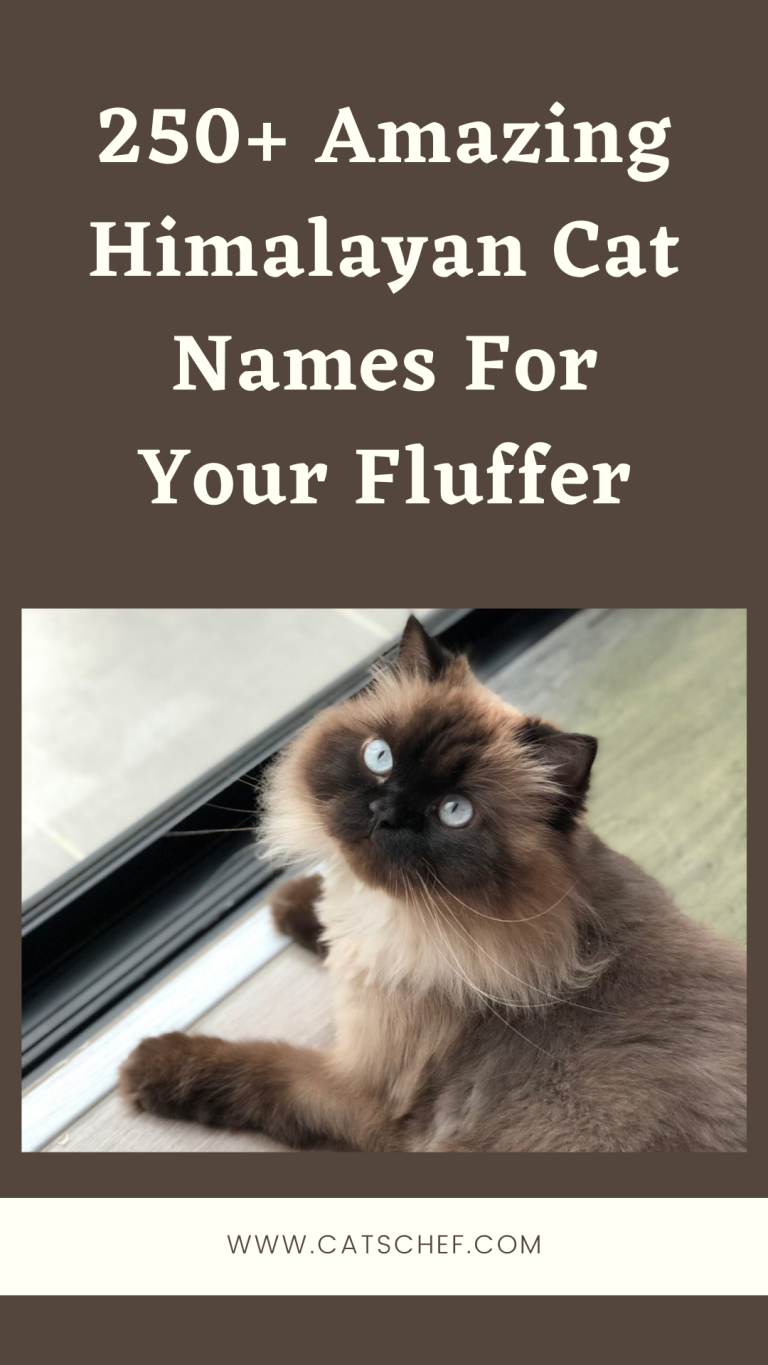 250+ Amazing Himalayan Cat Names For Your Fluffer