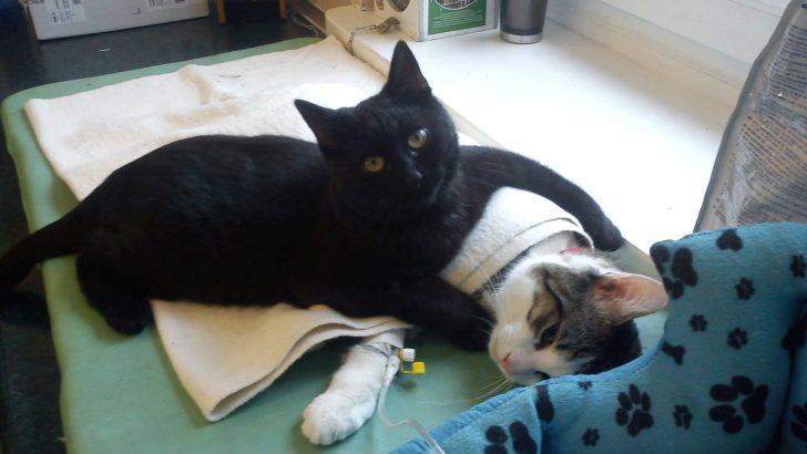 A Cat On A Mission: This Adorable Kitty Thinks He’s A Nurse And Takes Care Of Other Animals