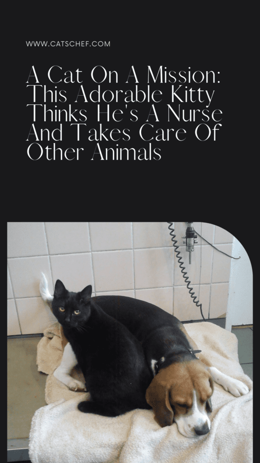 A Cat On A Mission: This Adorable Kitty Thinks He's A Nurse And Takes Care Of Other Animals