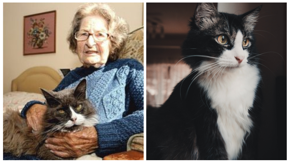 A Definition Of Cat’s Love: This Kitty Followed Her Owner Into A Retirement Home