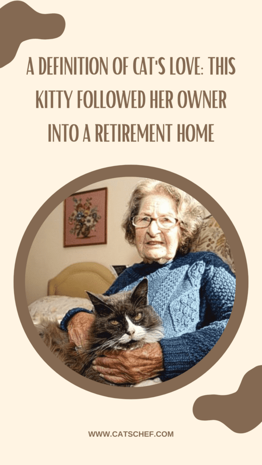 A Definition Of Cat's Love: This Kitty Followed Her Owner Into A Retirement Home