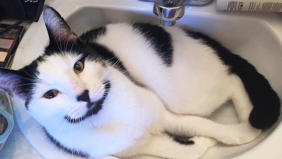 A Feline That Will Melt Your Heart: Adorable Cat With A Permanent Smile On His Face