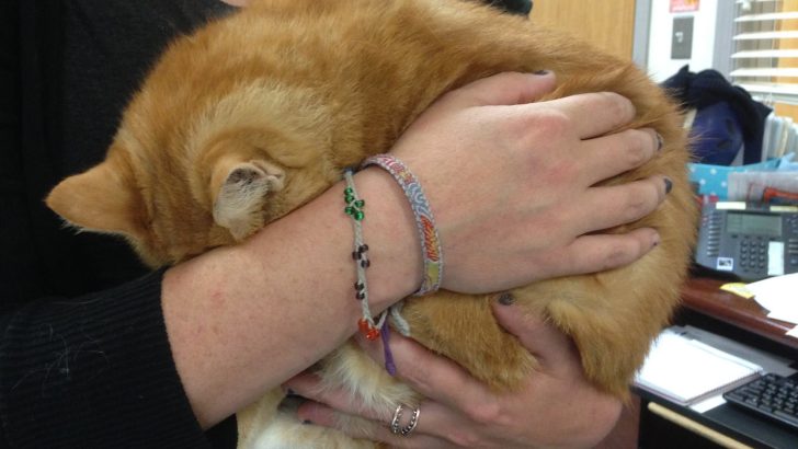 A Frightened Shelter Cat Curls Into A Ball And Hides From The World
