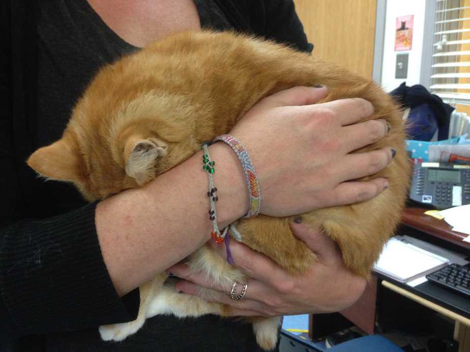 A Frightened Shelter Cat Curls Into A Ball And Hides From The World