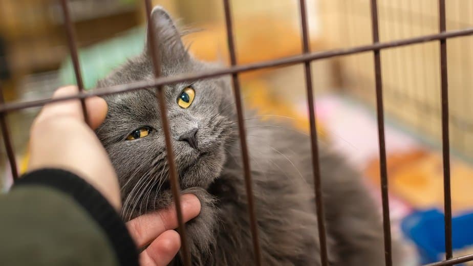 A Hissing Rescue Cat Changes His Attitude After A Few Belly Rubs