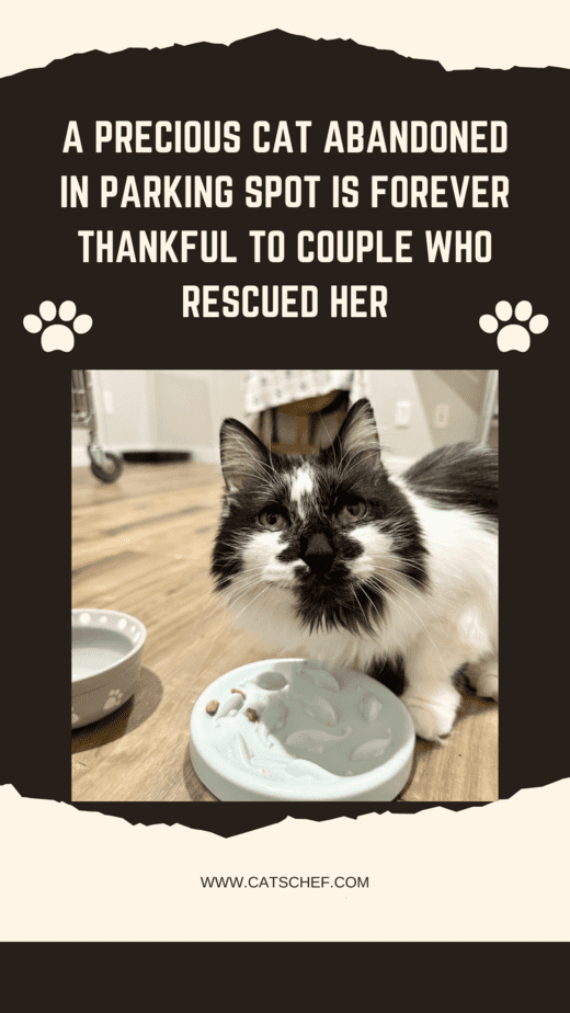 A Precious Cat Abandoned In Parking Spot Is Forever Thankful To Couple Who Rescued Her