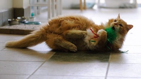 A Story Of A Cat Who Walked 12 Miles To Get Back To His Family Who Then Tried To Put Him Down