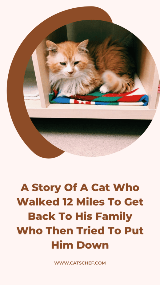 A Story Of A Cat Who Walked 12 Miles To Get Back To His Family Who Then Tried To Put Him Down