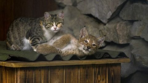 Abandoned Baby Lynx Cat Gets Adopted By A Cat With Motherly Instincts