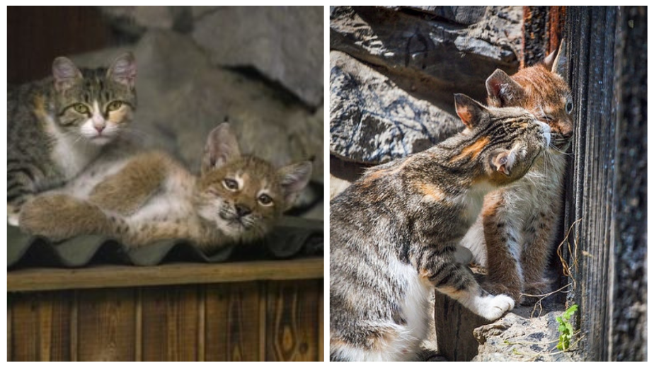 Abandoned Baby Lynx Cat Gets Adopted By A Cat With Motherly Instincts