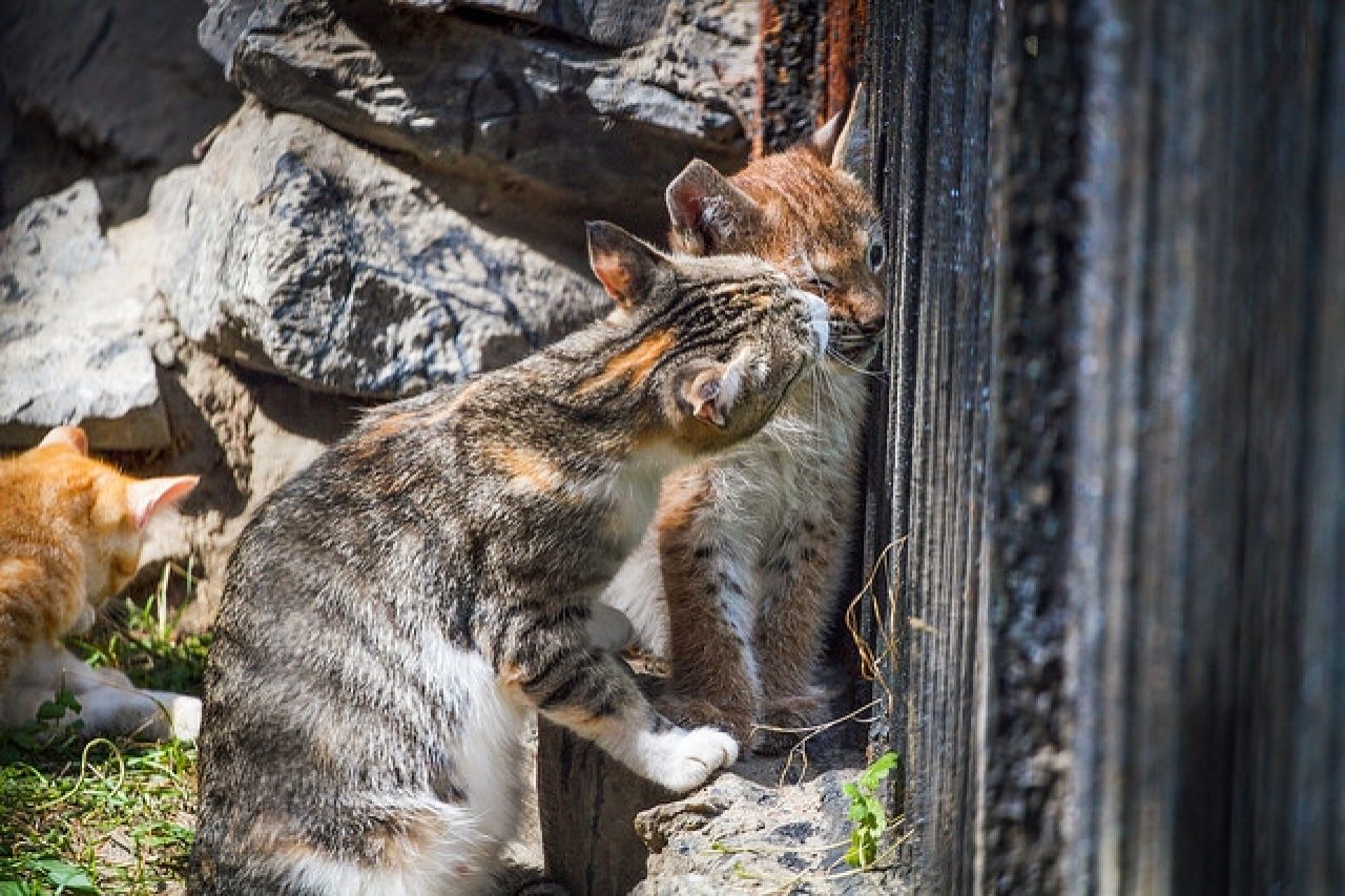 Terk Edilmiş Yavru Vaşak Kedisi Annelik İçgüdülerine Sahip Bir Kedi Tarafından Sahiplenildi