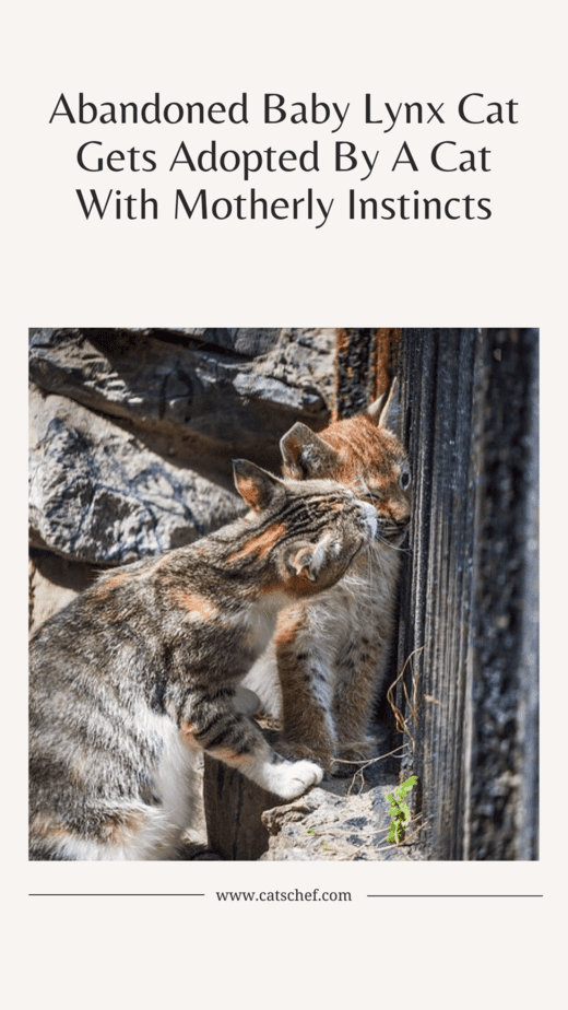 Abandoned Baby Lynx Cat Gets Adopted By A Cat With Motherly Instincts