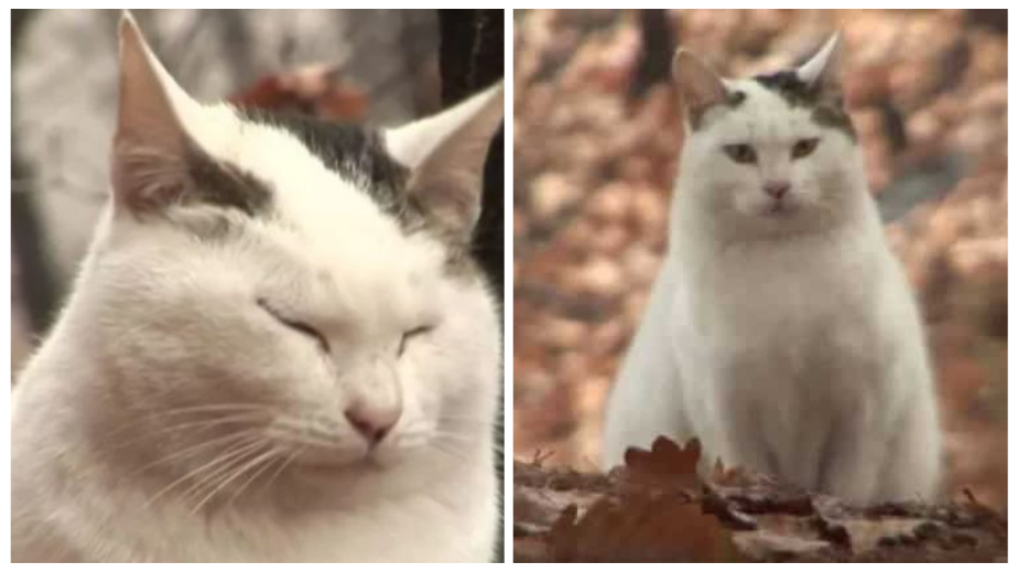 Abandoned Cat Stays At The Same Spot, Waiting For His Owners To Get Back