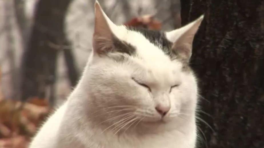 Abandoned Cat Stays At The Same Spot, Waiting For His Owners To Get Back
