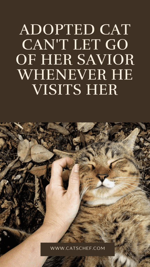 Adopted Cat Can't Let Go Of Her Savior Whenever He Visits Her