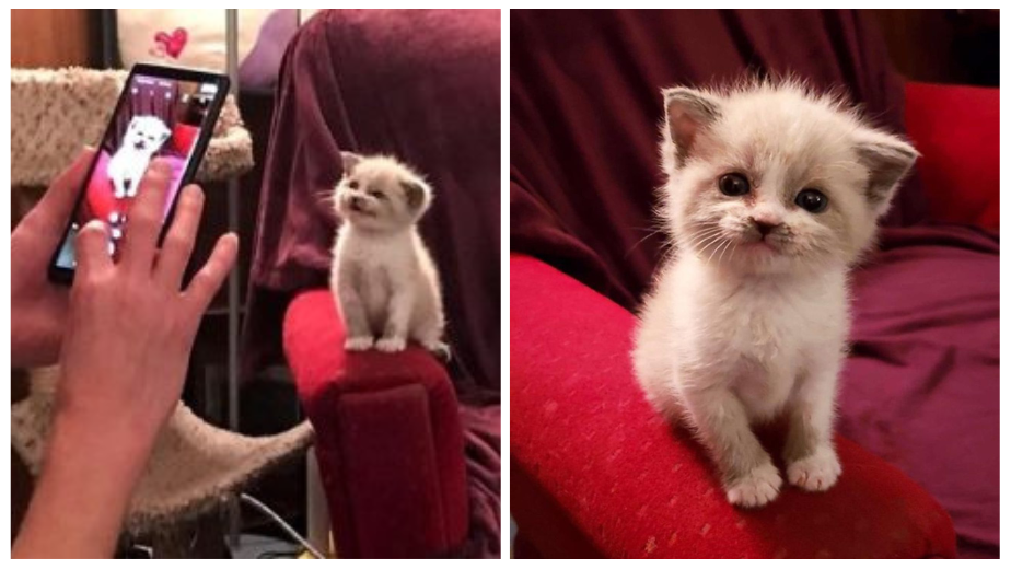 Adorable Foster Kitten Smiles For The Camera And Melts Everyone’s Heart