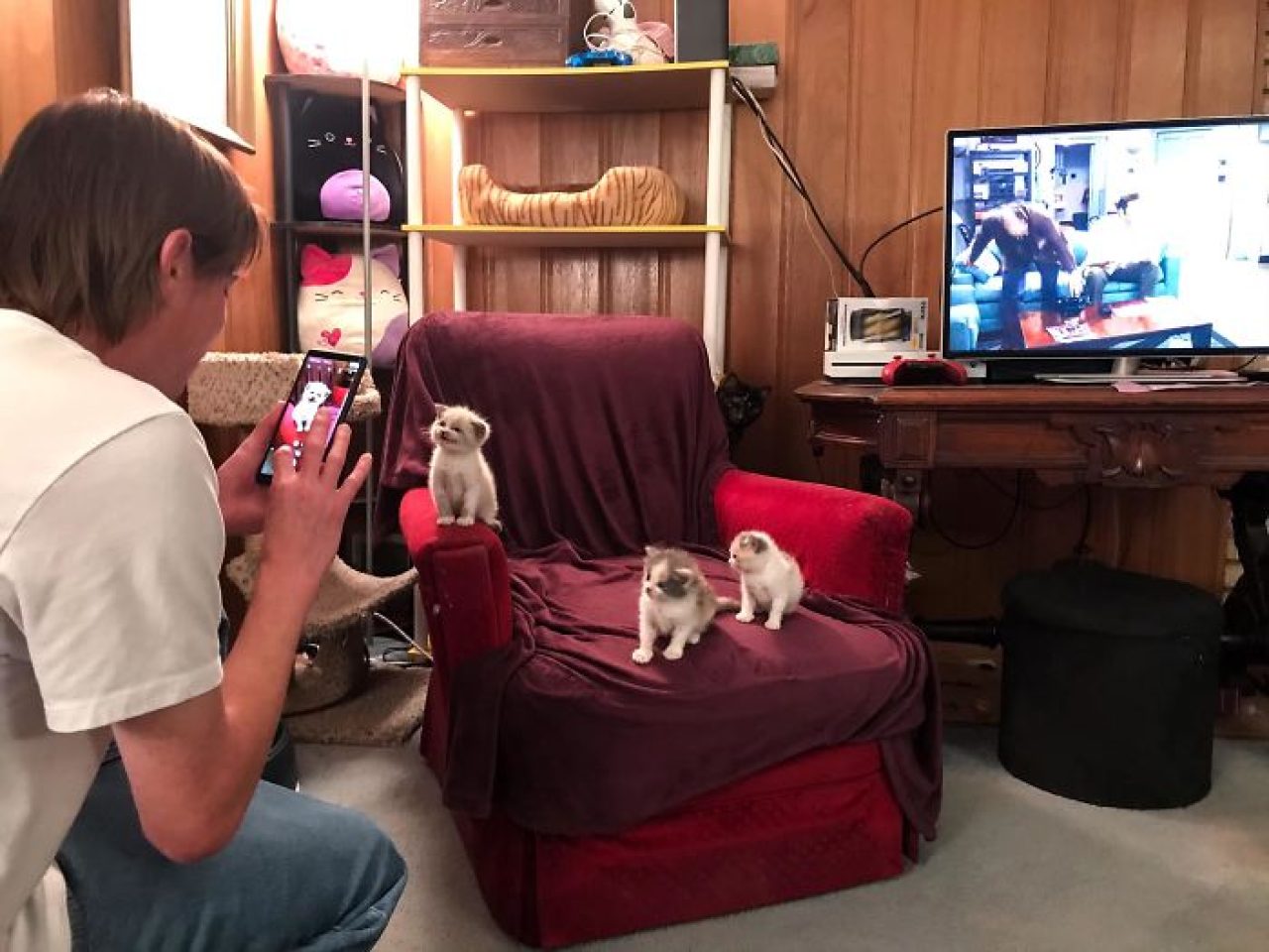 Adorable Foster Kitten Smiles For The Camera And Melts Everyone's Heart