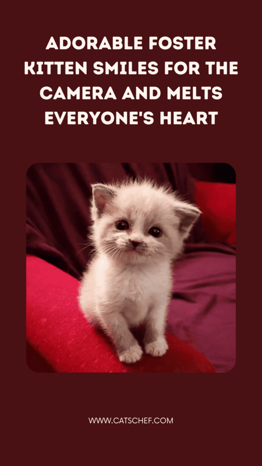 Sevimli Yavru Kedi Kameraya Gülümsüyor ve Herkesin Kalbini Eritiyor