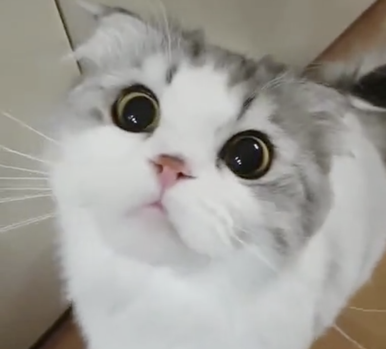 https://catschef.com/adorable-kitten-dealing-with-hiccups-hooman-help-me/