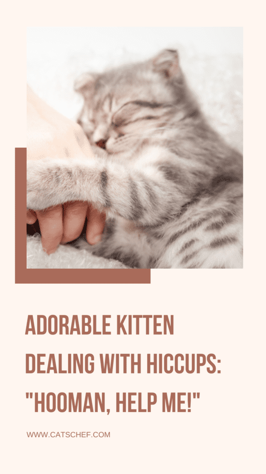 Adorable Kitten Dealing With Hiccups: "Hooman, Help Me!"