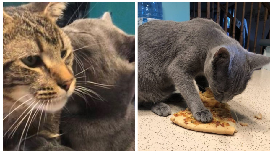 Adorable Kitten Teaches A Shy Cat A Lesson About Love