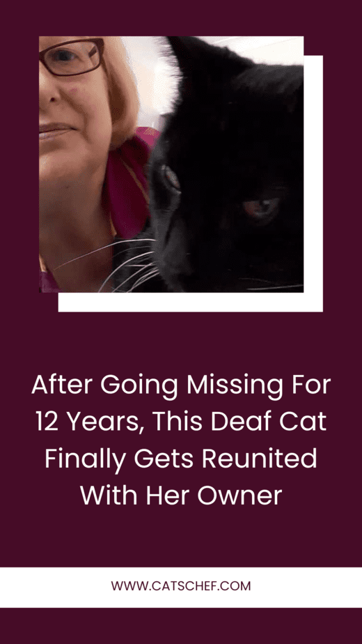 After Going Missing For 12 Years, This Deaf Cat Finally Gets Reunited With Her Owner