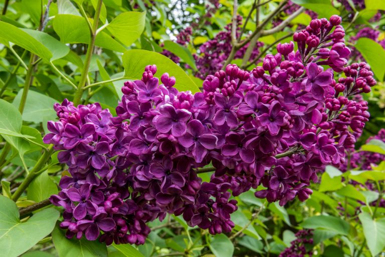 Are Lilacs Poisonous To Cats? LifeThreatening Or Safe?