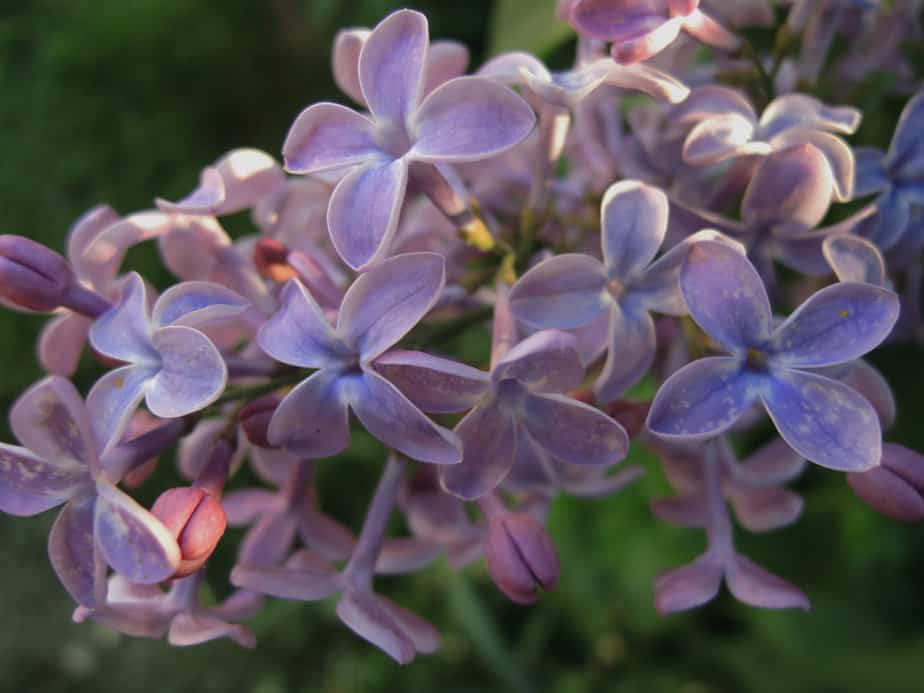 Are Lilacs Poisonous To Cats? LifeThreatening Or Safe?