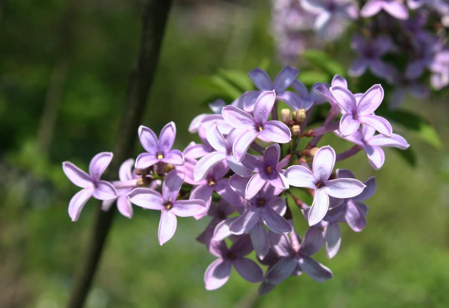 Are Lilacs Poisonous To Cats? LifeThreatening Or Safe?
