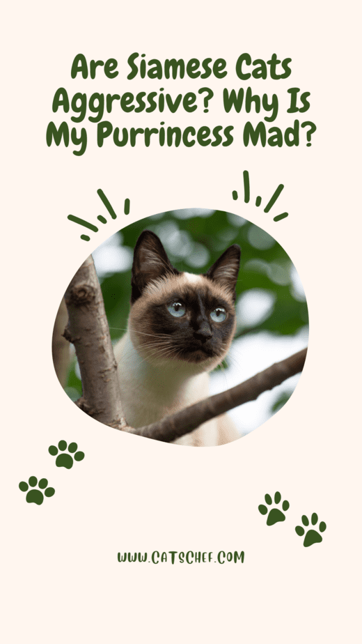 Are Siamese Cats Aggressive? Why Is My Purrincess Mad?