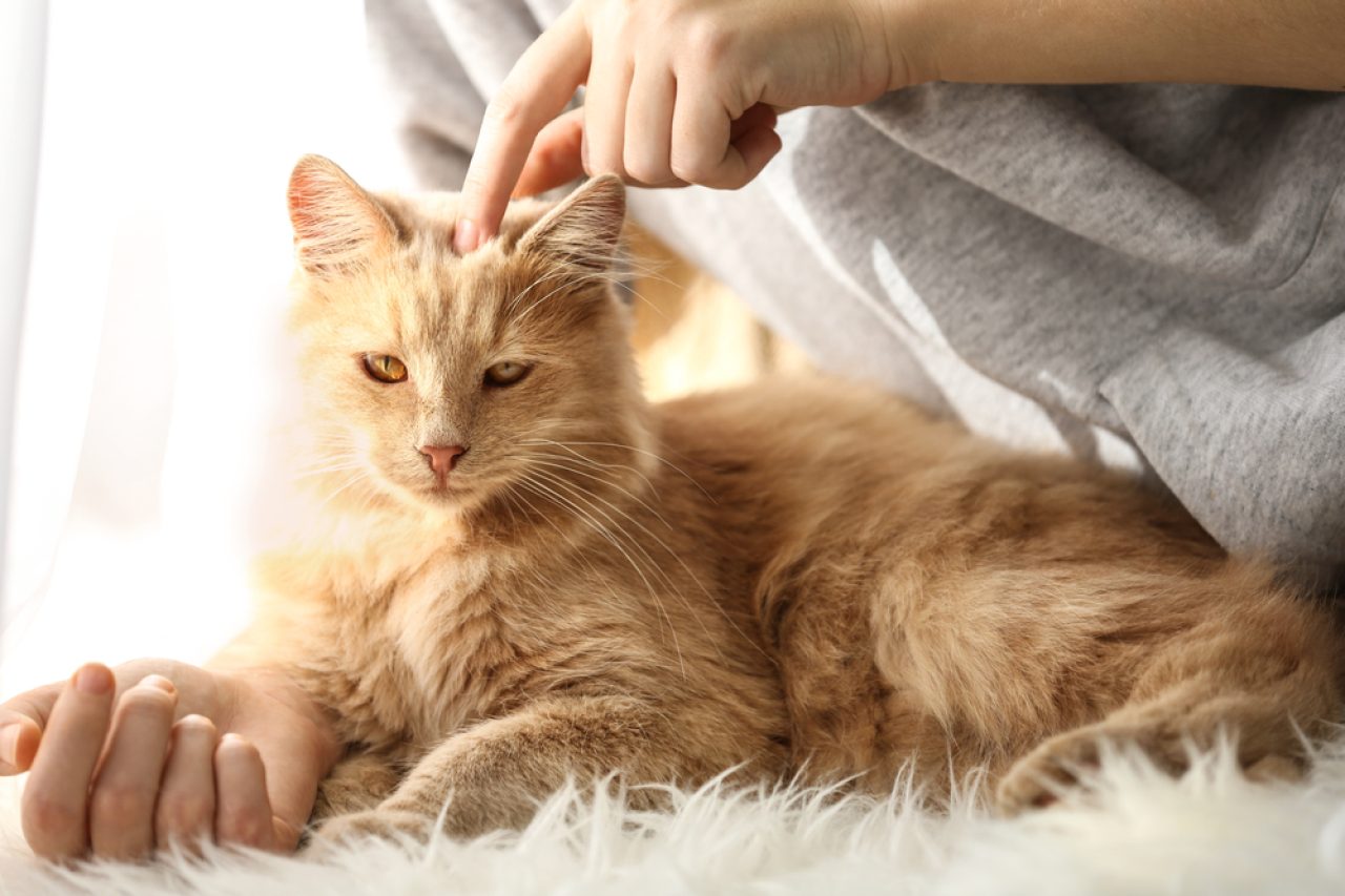 Gururlu Bir Kedi Ebeveyni Olarak Her Zaman Aklınızda Tutmanız Gereken Şeyler Bunlar