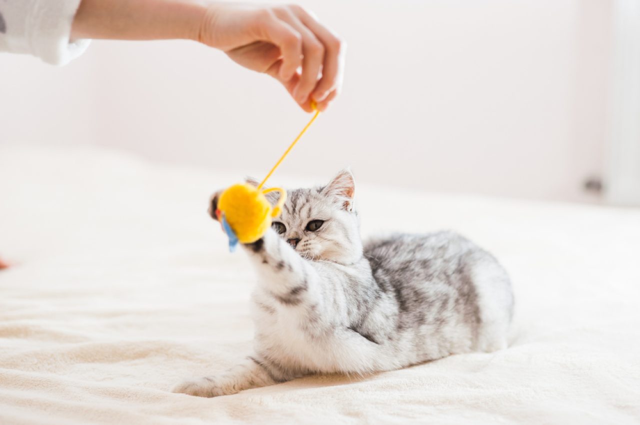 Gururlu Bir Kedi Ebeveyni Olarak Her Zaman Aklınızda Tutmanız Gereken Şeyler Bunlar