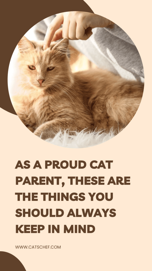 As A Proud Cat Parent, These Are The Things You Should Always Keep In Mind